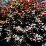 Acer Palmatum 'Skeeters Broom' — photo 2