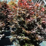 Acer Palmatum 'Skeeters Broom' — photo 3