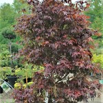 Acer Palmatum 'Skeeters Broom' — photo 4
