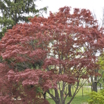 Acer Palmatum 'The Bishop' — photo 1