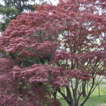 Acer Palmatum 'The Bishop' — photo 2