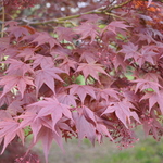 Acer Palmatum 'The Bishop' — photo 3