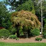Acer Palmatum 'Toyama Nishiki' — photo 1