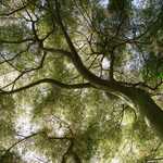 Acer Palmatum 'Toyama Nishiki' — photo 2