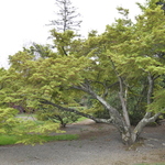 Acer Palmatum 'Tsukomo' — photo 1