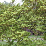 Acer Palmatum 'Tsukomo' — photo 2