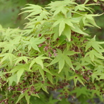 Acer Palmatum 'Tsukomo' — photo 3