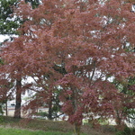 Acer Palmatum 'Tsukubane' — photo 1