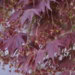 Acer Palmatum 'Tsukubane' — photo 2