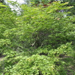 Acer Palmatum 'Tsuri Nishiki' — photo 1