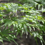 Acer Palmatum 'Tsuri Nishiki' — photo 2