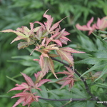Acer Palmatum 'Tsuri Nishiki' — photo 3