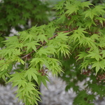 Acer Palmatum 'Winter Red' — photo 1