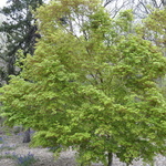 Acer Palmatum 'Winter Red' — photo 2