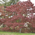 Acer Palmatum 'Yezo Nishiki' — photo 1