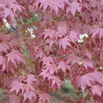 Acer Palmatum 'Yezo Nishiki' — photo 2