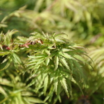 Acer palmatum 'Yuri Hime' — photo 1