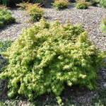 Acer palmatum 'Yuri Hime' — photo 2