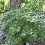 Acer palmatum 'Yuri Hime' — photo 3