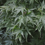 Acer palmatum 'Yuri Hime' — photo 4