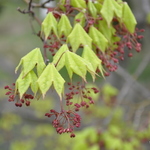 Acer Palmatum 'Mansugushi' — photo 1