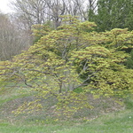 Acer Palmatum 'Mansugushi' — photo 2