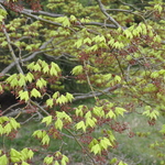 Acer Palmatum 'Mansugushi' — photo 3