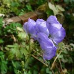 Aconitum Napellus — photo 1