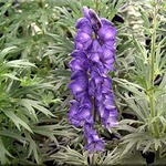 Aconitum Napellus — photo 2