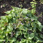 Ajuga 'Black Scallop' — photo 1