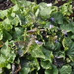 Ajuga 'Black Scallop' — photo 2
