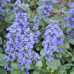 Ajuga 'Catlin's Giant' — photo 1