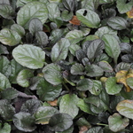 Ajuga 'Catlin's Giant' — photo 2