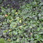 Ajuga 'Catlin's Giant' — photo 3
