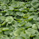 Asarum Canadense (Canadian Ginger) — photo 1