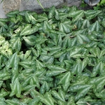 Asarum Canadense (Canadian Ginger) — photo 2