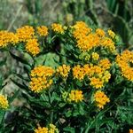 Asclepias Tuberosa 'Hello Yellow' — photo 1