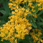 Asclepias Tuberosa 'Hello Yellow' — photo 2