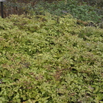 Astilbe 'Deutschland' — photo 1