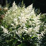 Astilbe 'Deutschland' — photo 2