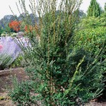 Azara Microphylla — photo 1
