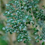 Azara Microphylla — photo 2