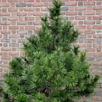 Pinus leucodermis Emerald Arrow — photo 2