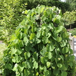 Buxus Sinica Var Insularis justin Brouwers — photo 2