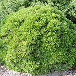 Buxus Sinica Var Insularis justin Brouwers — photo 3
