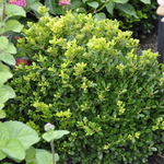 Buxus Morris Dwarf — photo 1