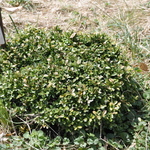 Buxus Morris Dwarf — photo 2