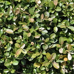 Buxus Morris Dwarf — photo 3