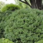 Buxus Sempervirens-edgar Anderson — photo 1