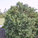 Buxus Sempervirens-edgar Anderson — photo 2